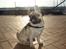 Mops Cosmo