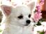 Chihuahua } Rocco