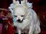 Chihuahua } Rocco