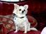 Chihuahua } Rocco