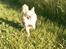 Chihuahua      *Ronaldo*