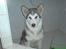 Alaskan malamute Keenai