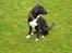 Border collie Trille