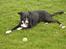 Border collie Trille