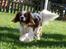 Cavalier king charles spaniel Simba R.I.P <3 - 02/05-2010 :)