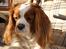 Cavalier king charles spaniel Simba R.I.P <3 - Ligger på havestolen og slapper af<3