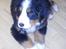 Berner sennenhund Morgan - Puuuha, det var da noget af en blitz.. :)