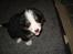 Berner sennenhund Morgan