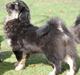 Tibetansk spaniel Sommerlyst's Them-Pa 