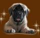 Mastiff Mocca - Hugedogge Rebecca