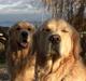 Golden retriever Vaks