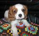 Cavalier king charles spaniel Mille