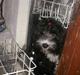 Tibetansk terrier Fie