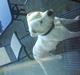 Amerikansk bulldog R.I.P Snow