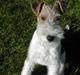 Ruhåret foxterrier Fifi