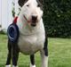 Bullterrier                       LEO