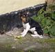 Dansk svensk gaardhund Sola