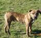 Amerikansk staffordshire terrier Terkil