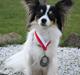 Papillon Diva