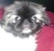 Pekingeser Sally