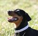 Gravhund Sindy