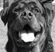 Rottweiler Chandor (Xinkas)