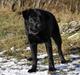 Labrador retriever / Schæferhund Mahjong