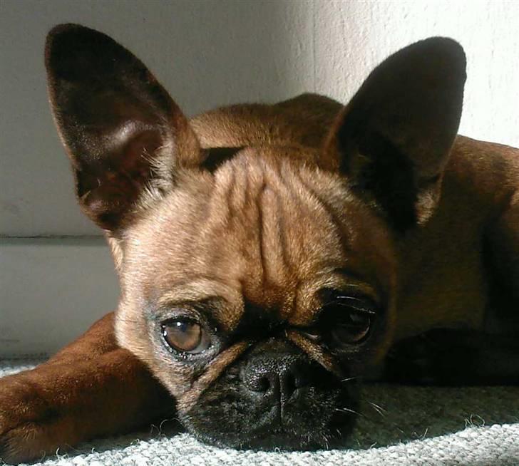 Blanding af racer Pippi billede 12