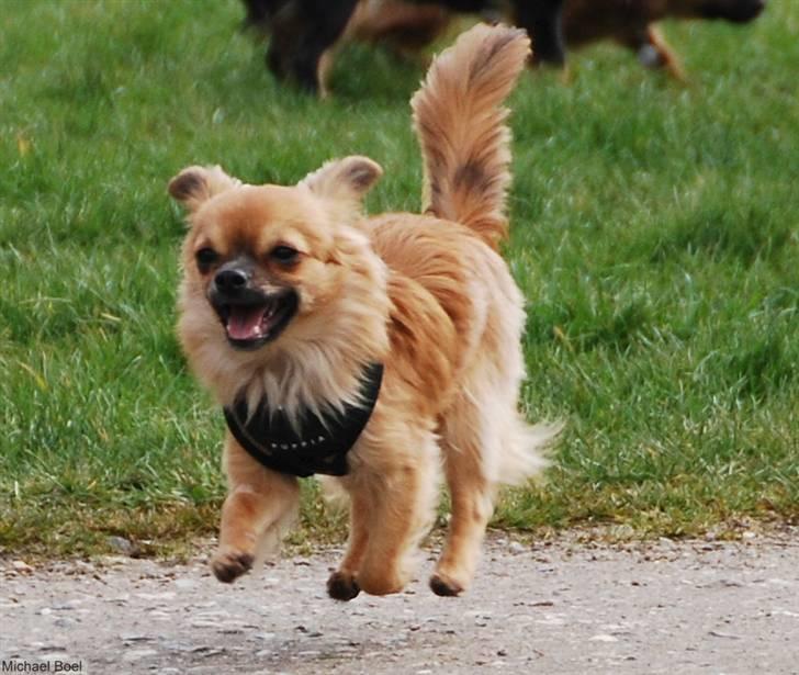 Chihuahua Ricko aka kongemand - Se jeg kan godt flyve :-) billede 10