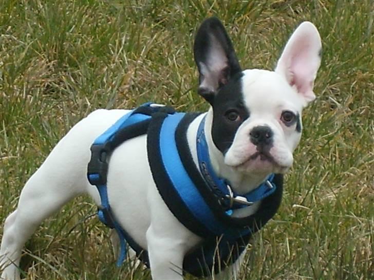 Fransk bulldog Cousteau billede 14