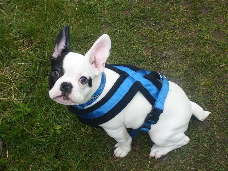 Fransk bulldog Cousteau billede 15