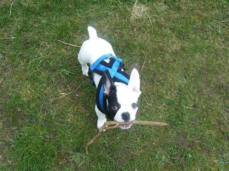 Fransk bulldog Cousteau billede 16