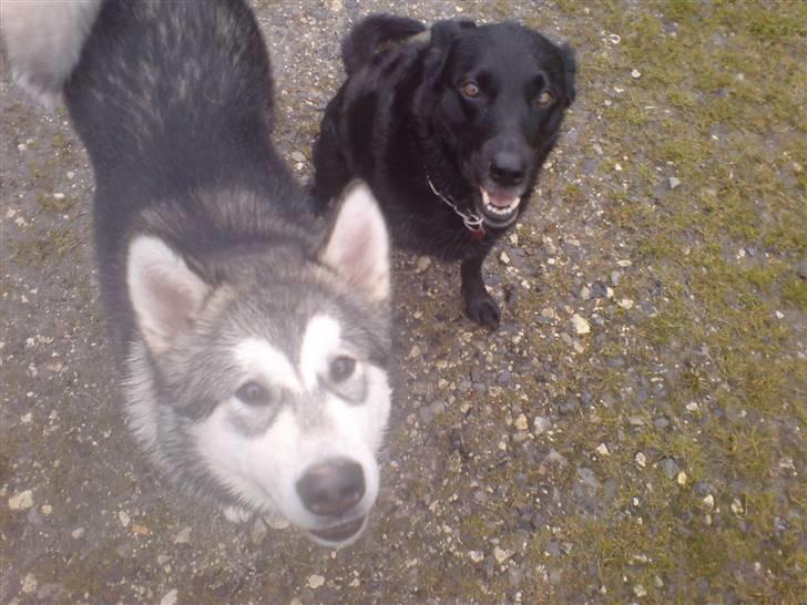 Blanding af racer Fiffi - Fiffi og fætter Cani billede 20