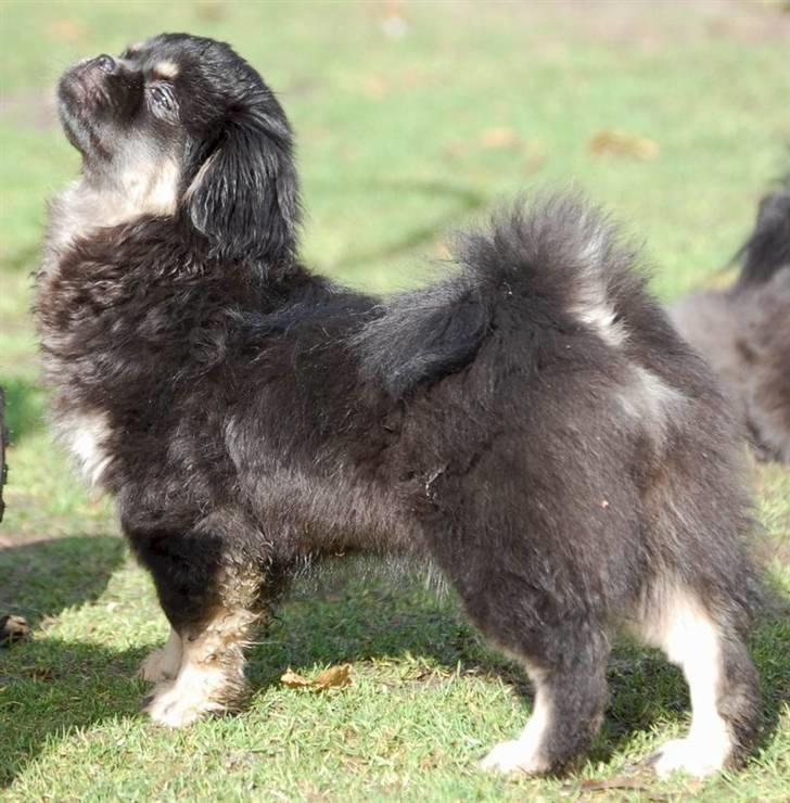 Tibetansk spaniel Sommerlyst's Them-Pa  - Jer ER bare bedst!!   billede 1