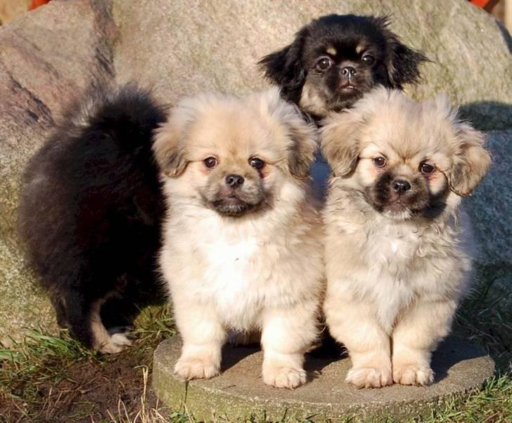 Tibetansk spaniel Sommerlyst's Them-Pa  billede 3
