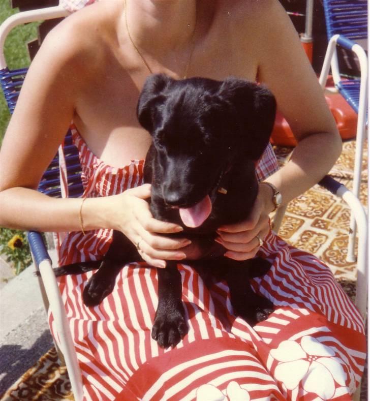 Labrador retriever Pelle-pige Himmelhund - Her sidder jeg på skødet af mor - det er rigtig hyggeligt, men jeg vil nu hellere ned og lege ..... billede 1