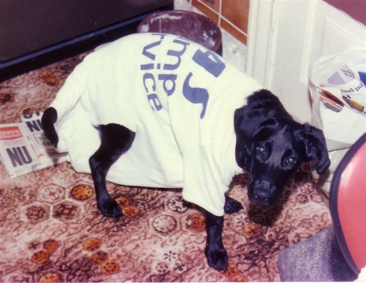 Labrador retriever Pelle-pige Himmelhund - Øv ham den dumme mand har puttet tøj på mig - jeg kan altså ikke li´ det, nej jeg kan ej !!! billede 2