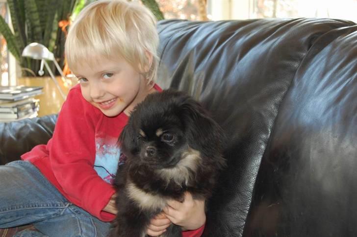 Tibetansk spaniel Sommerlyst's Them-Pa  billede 4