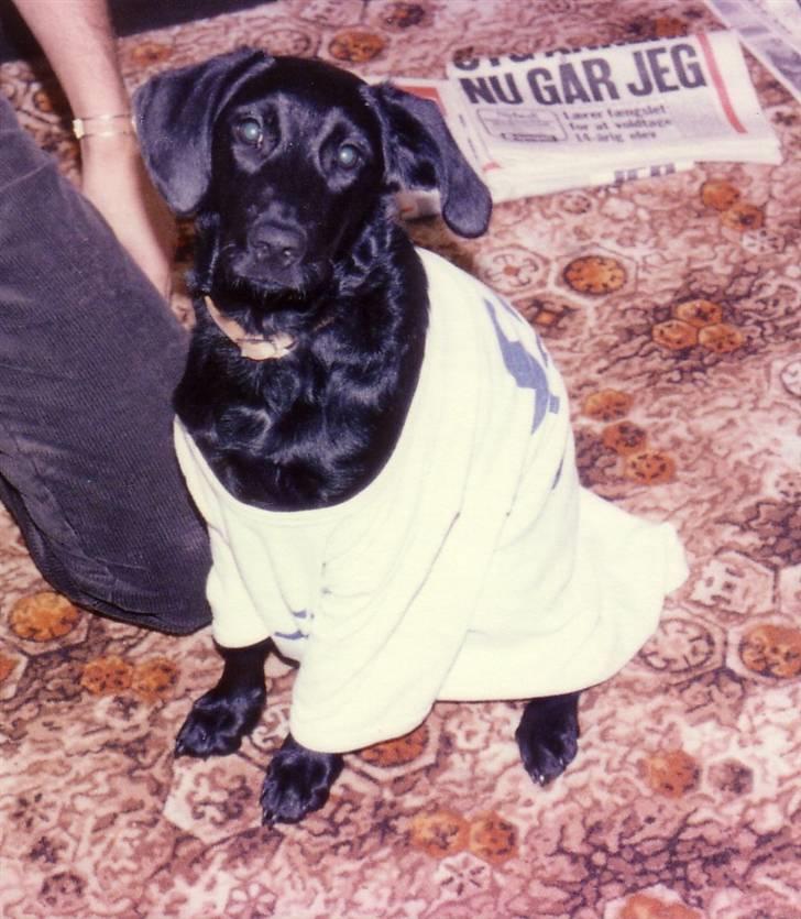 Labrador retriever Pelle-pige Himmelhund - Nå - okay da - så stiller jeg op til fotografering, men så vil jeg osse ha´ det tøj a´ !!!! billede 3