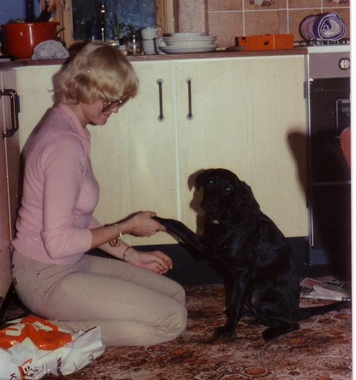 Labrador retriever Pelle-pige Himmelhund - Mig og mor "træner" - mor er ved at lære at gi´ mig en kiks. Hun er faktisk ret dygtig ;o) billede 4