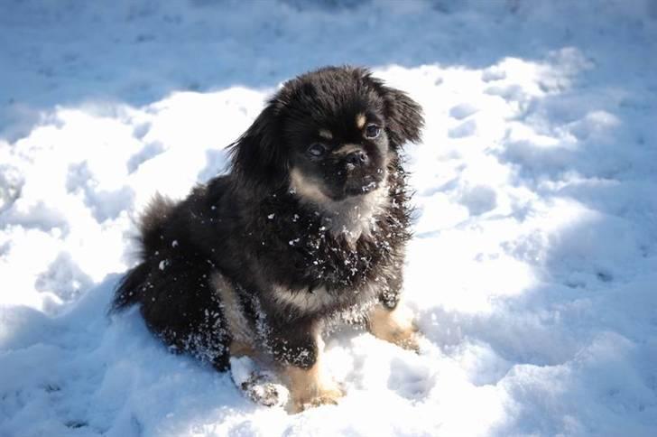 Tibetansk spaniel Sommerlyst's Them-Pa  billede 5