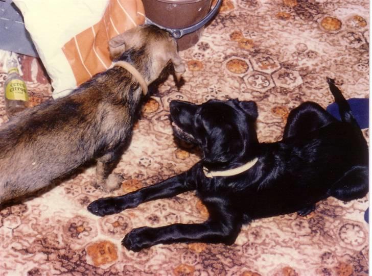 Labrador retriever Pelle-pige Himmelhund - Her er jeg med min bedste ven - vi leger næsten hver dag, fordi vi bor på samme etage i samme opgang. billede 5