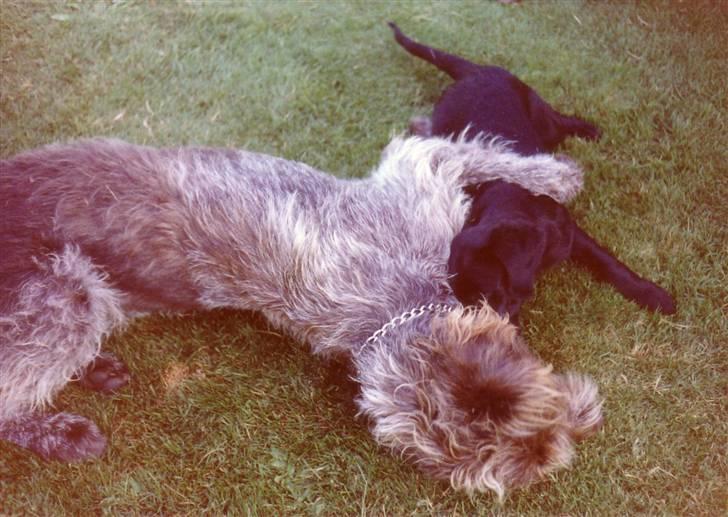 Labrador retriever Pelle-pige Himmelhund - Her er en anden af mine bedste venner - han siger han er en hønsehund??? Jeg ka´ da ikke se nogen fjer??? billede 6