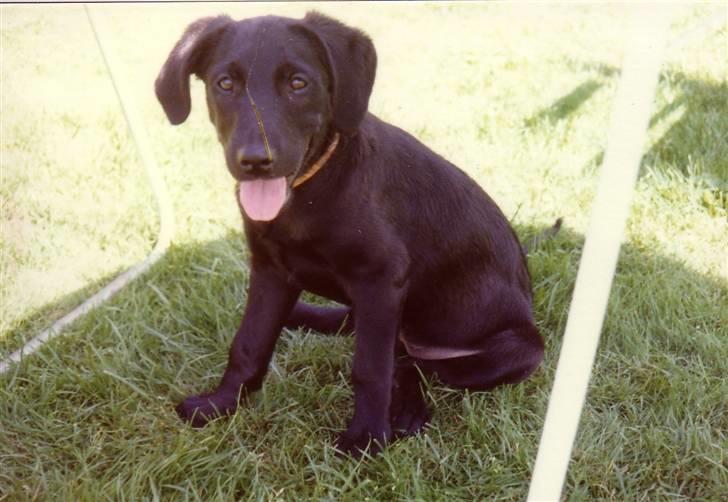 Labrador retriever Pelle-pige Himmelhund - Puhaaaaaa sommer og hedebølje - godt de har sat havebordet frem, så man kan dampe lidt af. billede 7
