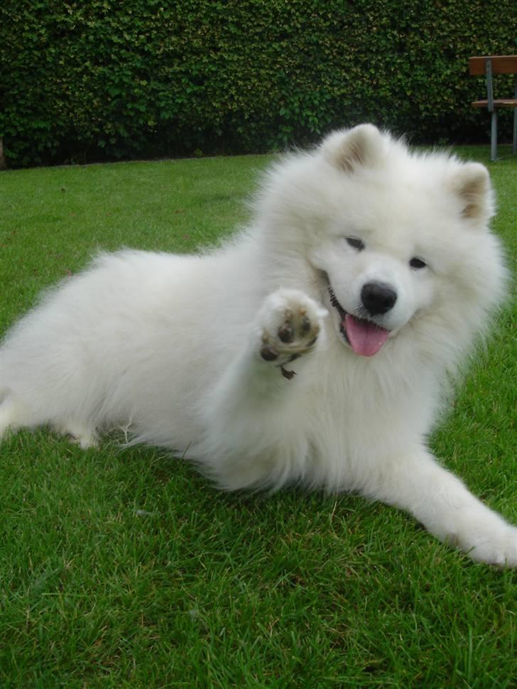 Samojedhund Nico R.I.P  - hej med jer;-)  billede 1