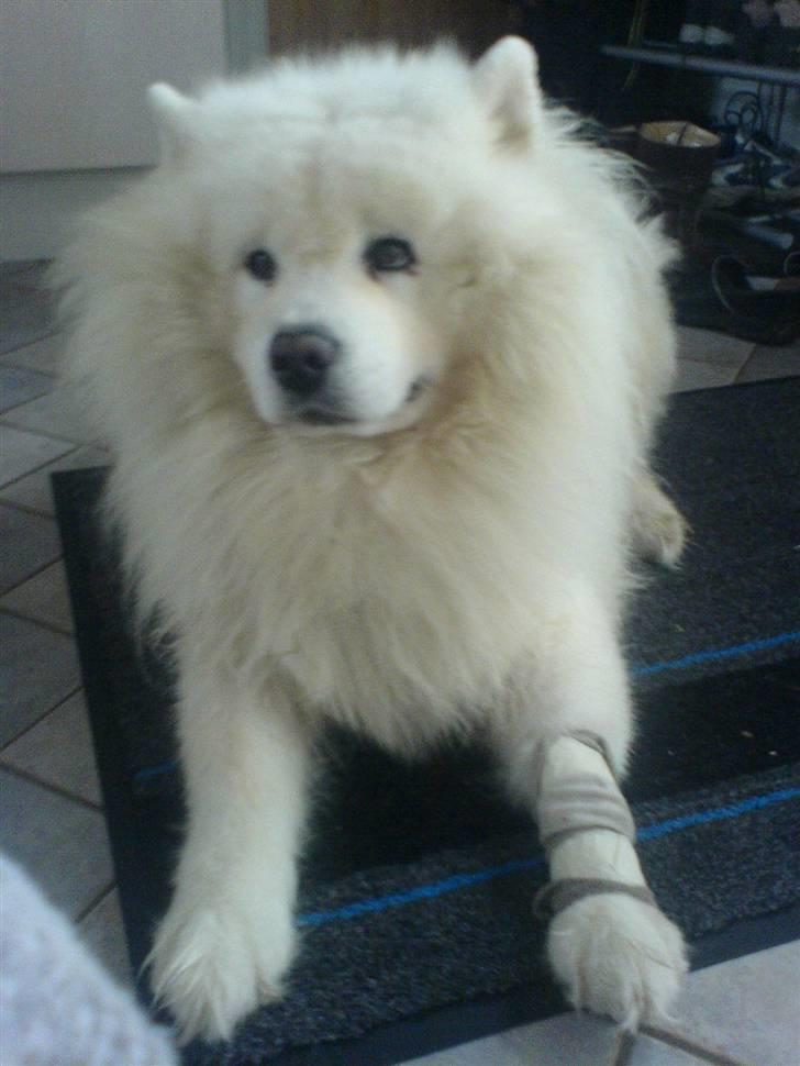 Samojedhund Nico R.I.P  billede 2