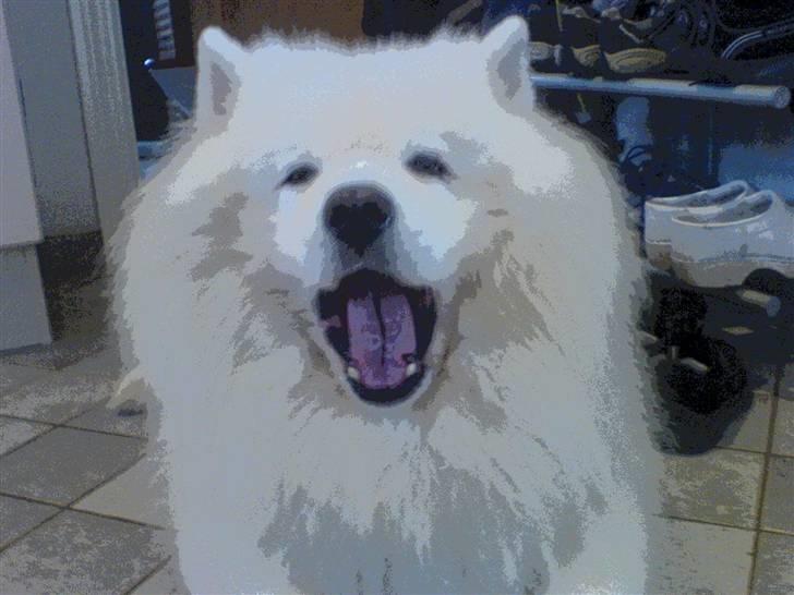 Samojedhund Nico R.I.P  billede 3