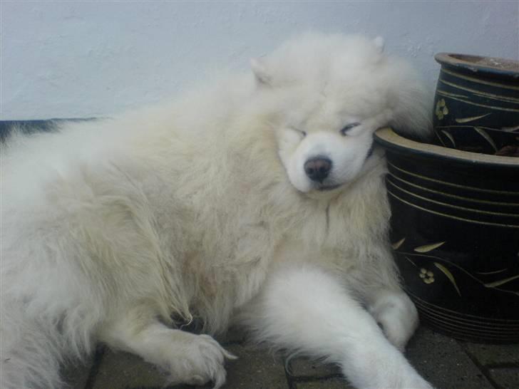 Samojedhund Nico R.I.P  billede 4