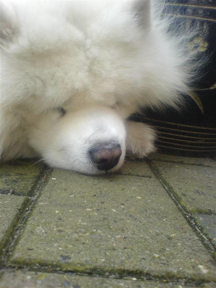 Samojedhund Nico R.I.P  billede 5