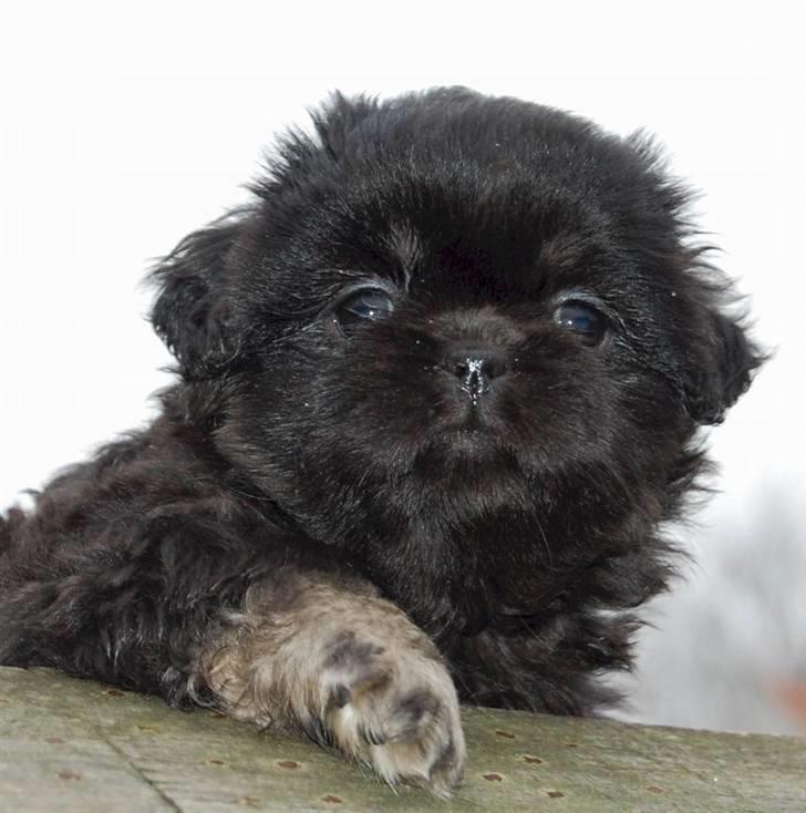 Tibetansk spaniel Sommerlyst's Them-Pa  billede 6